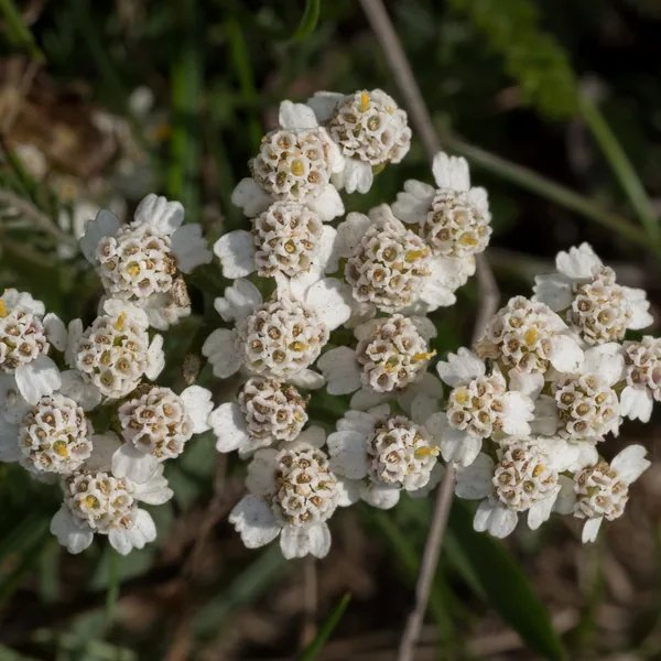 Yarrow in flower in meadow grass, Achillea millefolium