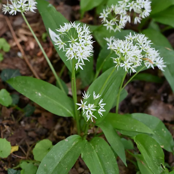 Wild garlic in flower on the woodland floor