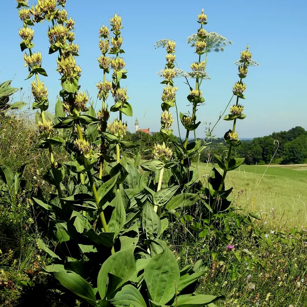 Great yellow gentian in flower, Gentiana lutea