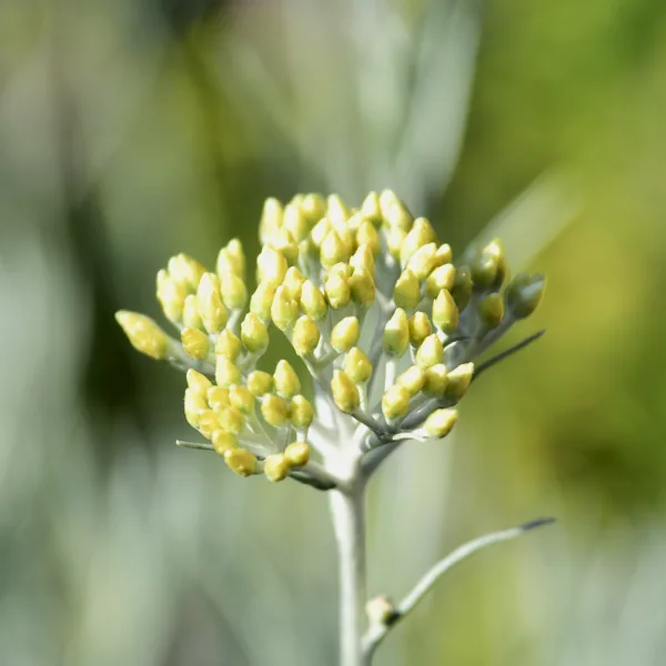 Immortelle in bud, Helichrysum italicum
