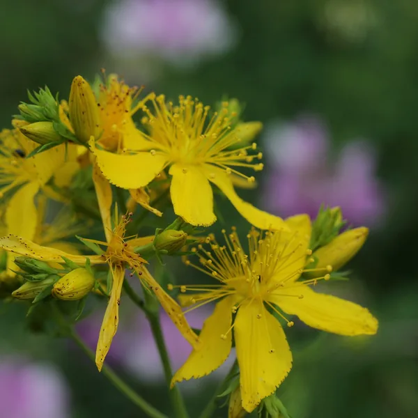 St John's wort in flower, Hypericum perforatum