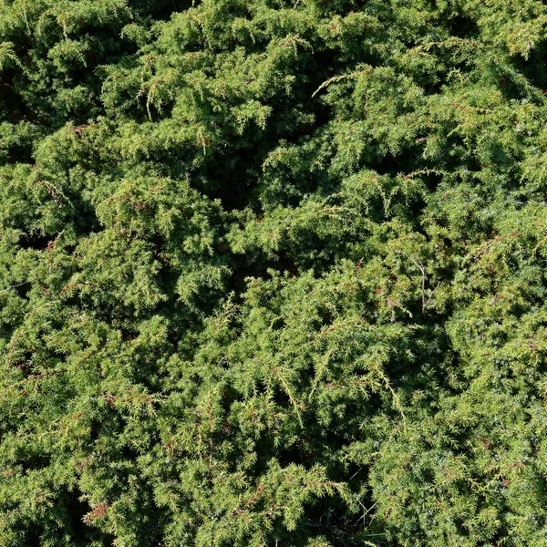 Common juniper foliage, Juniperus communis