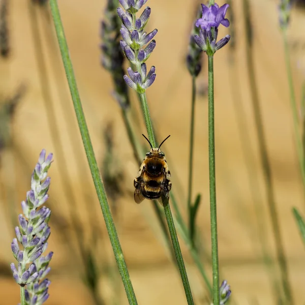 A bee on lavender, Lavandula angustifolia