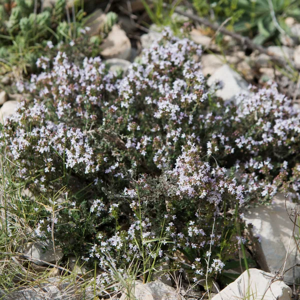 Rosemary in flower on karst stone