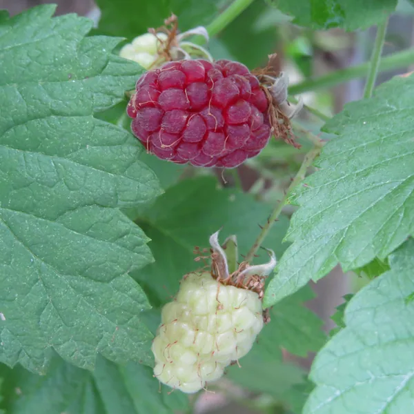 A ripe and an unripe raspberry on the cane, Rubus idaeus