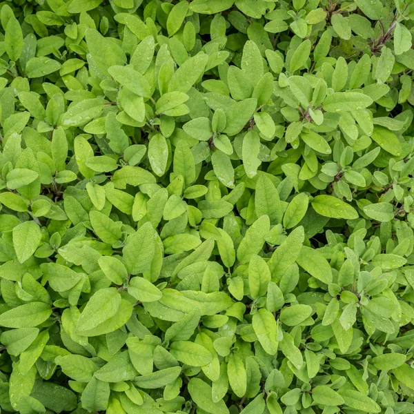 Sage leaves, Salvia officinalis