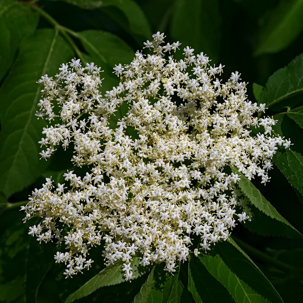 An elderflower umbel, Sambucus nigra