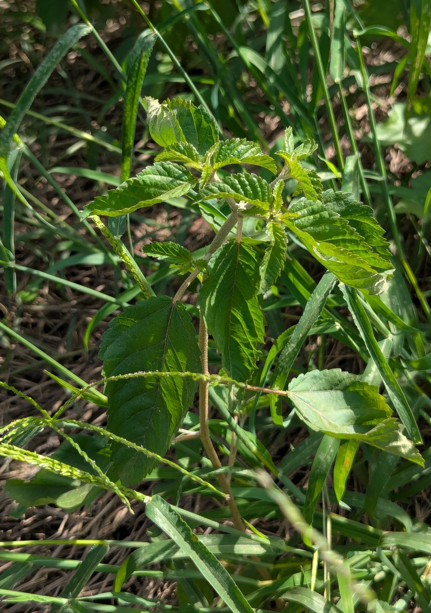 Foxtail copperleaf (dégonflé) — Acalypha alopecuroidea, used in Haitian and Caribbean herbal tradition