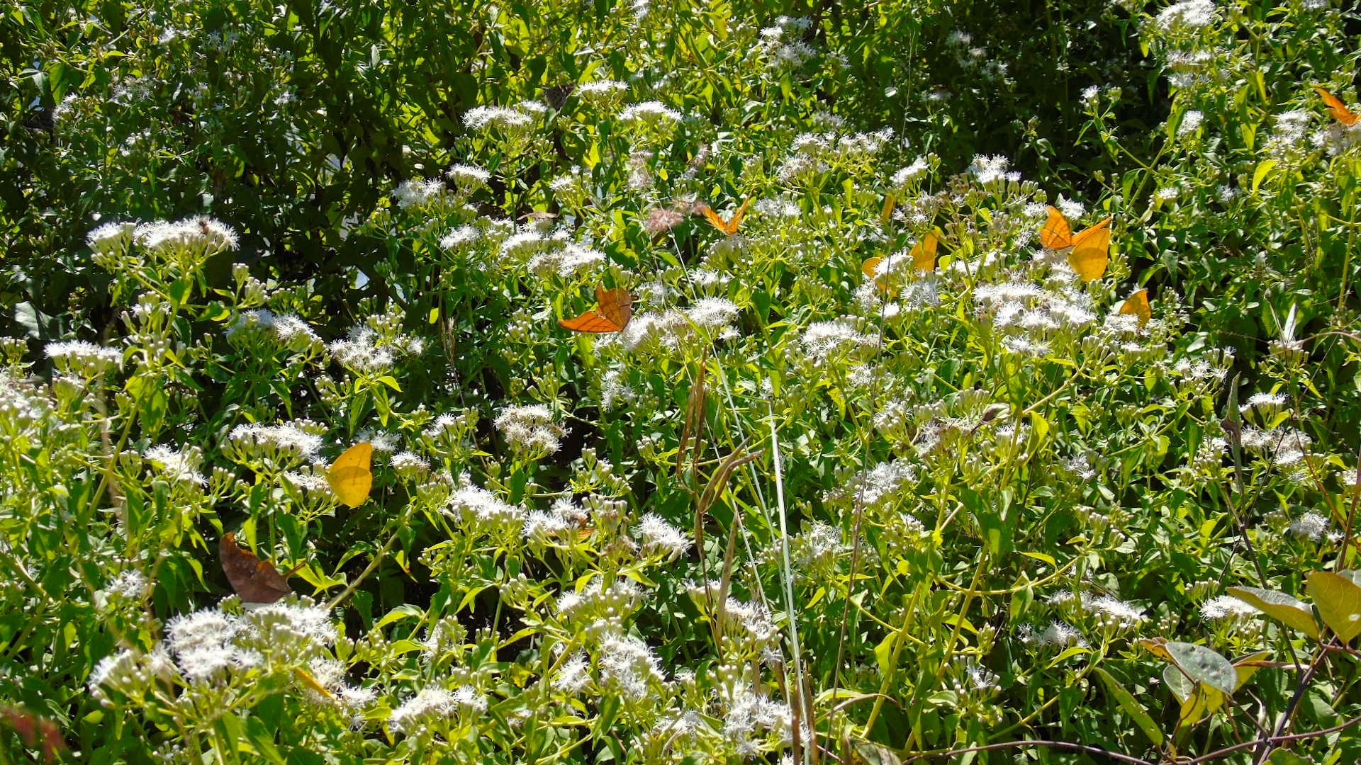 Christmas bush (langchat) — Chromolaena odorata, used in Haitian and Caribbean herbal tradition