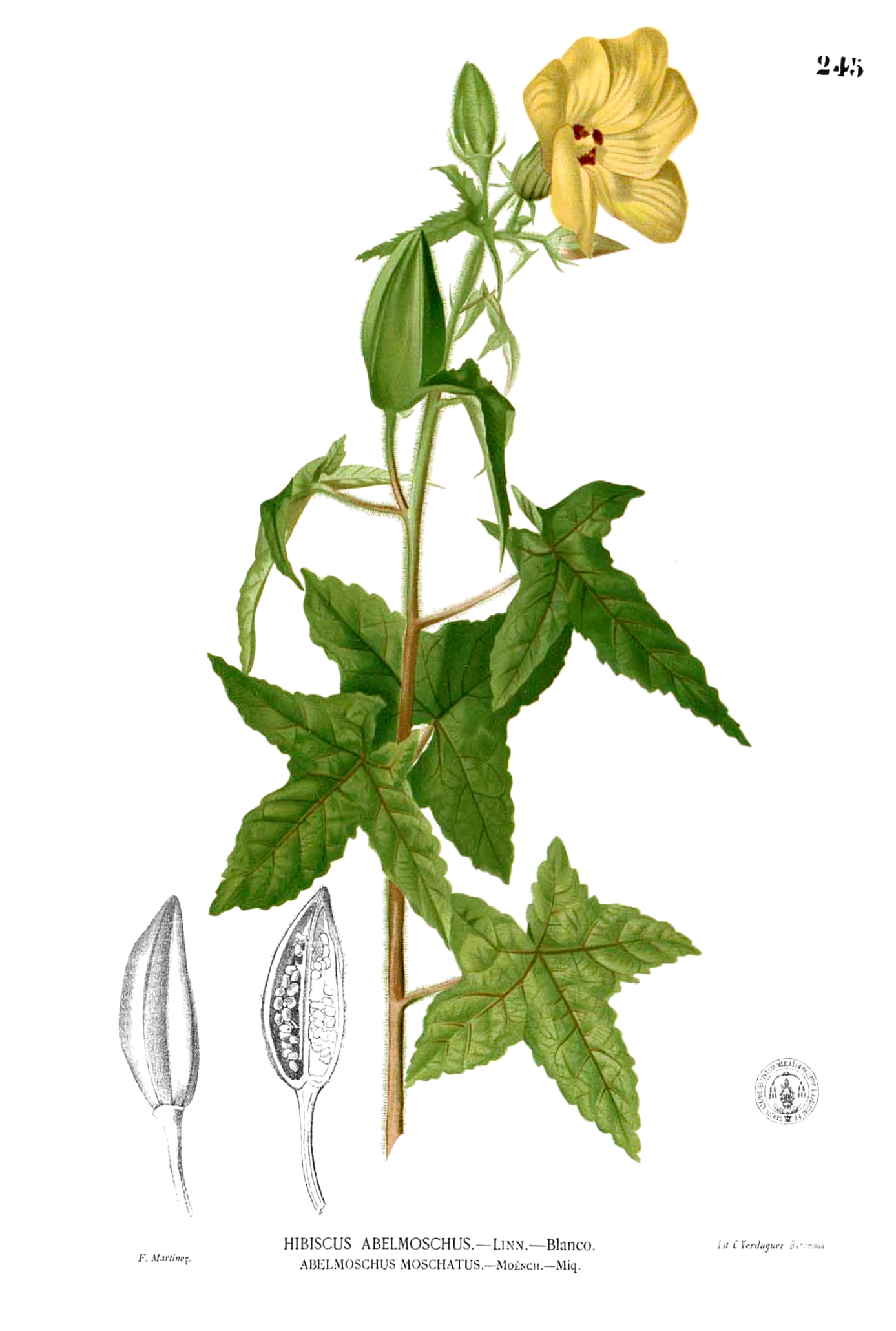 Musk mallow (kalalou) — Abelmoschus moschatus, used in Haitian and Caribbean herbal tradition