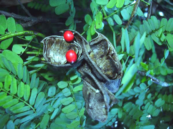 Licorice (lyann legliz) — Abrus precatorius, used in Haitian and Caribbean herbal tradition