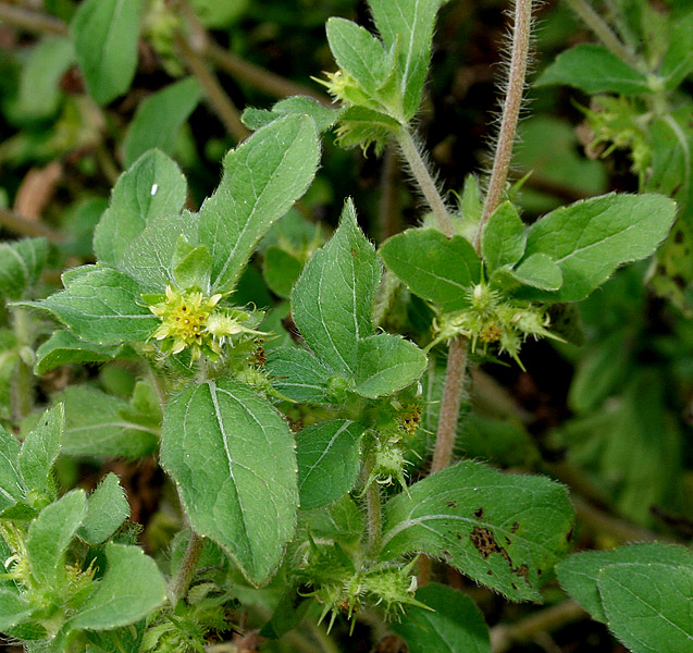 Goat head (deboure) — Acanthospermum hispidum, used in Haitian and Caribbean herbal tradition