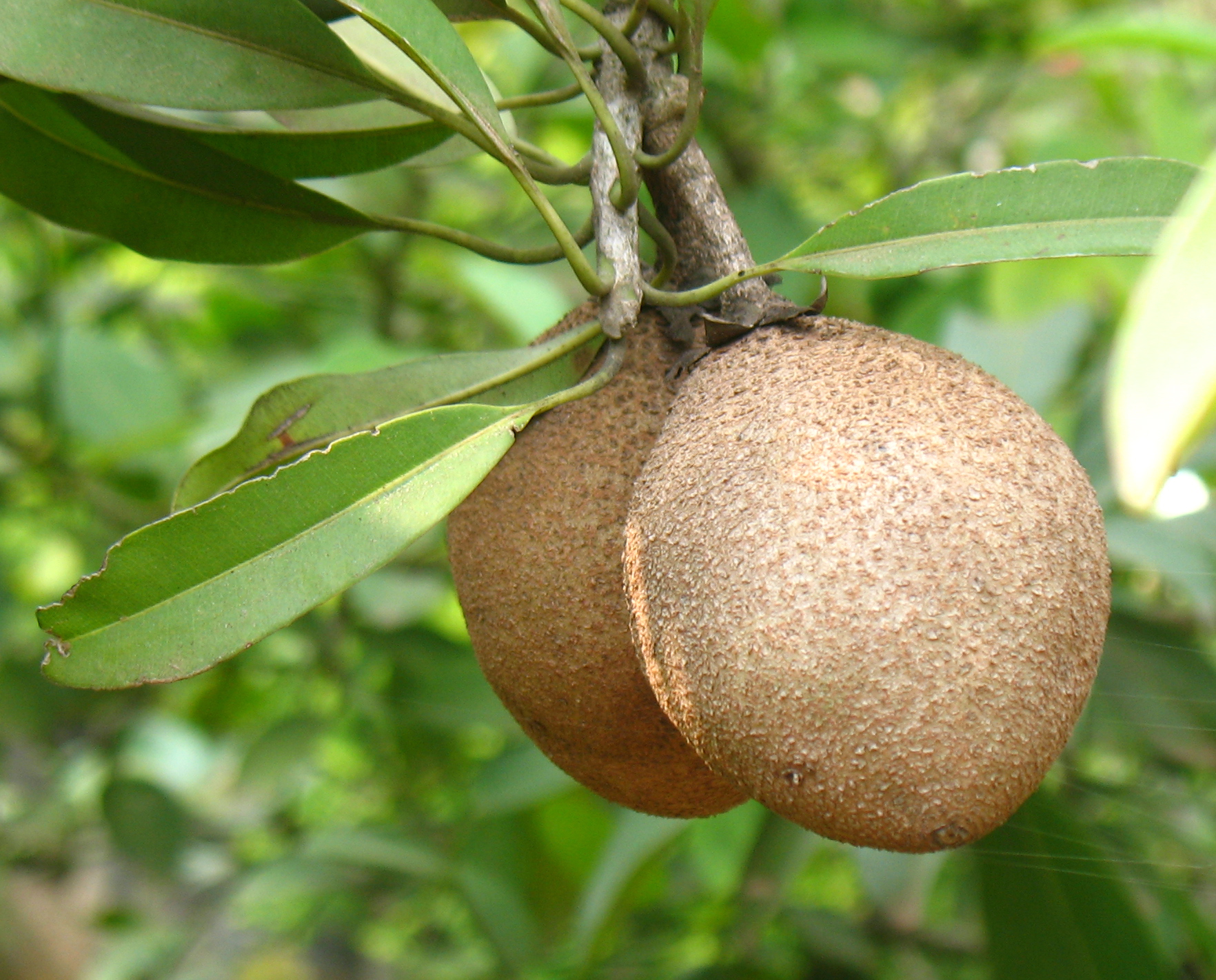 Sapodilla (Pye sapoti) — Achras sapota, used in Haitian and Caribbean herbal tradition