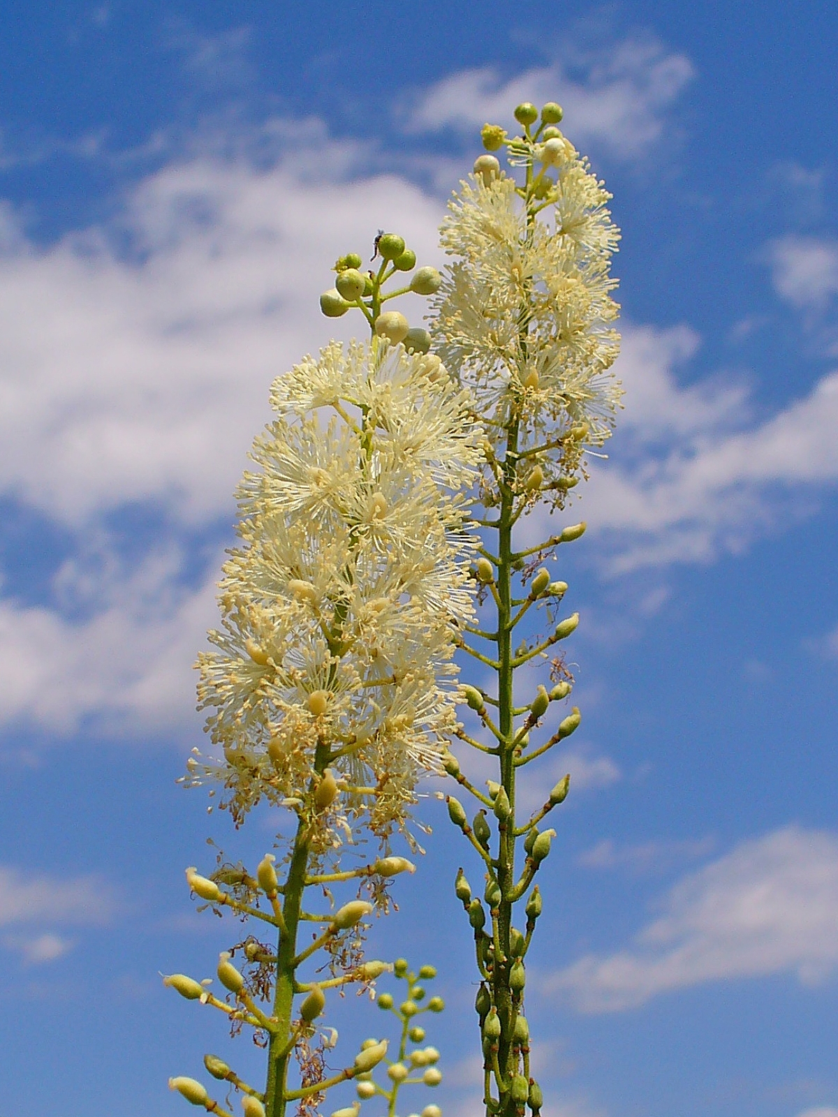 Black cohosh (Akté nwa) — Actaea racemosa, used in Haitian and Caribbean herbal tradition