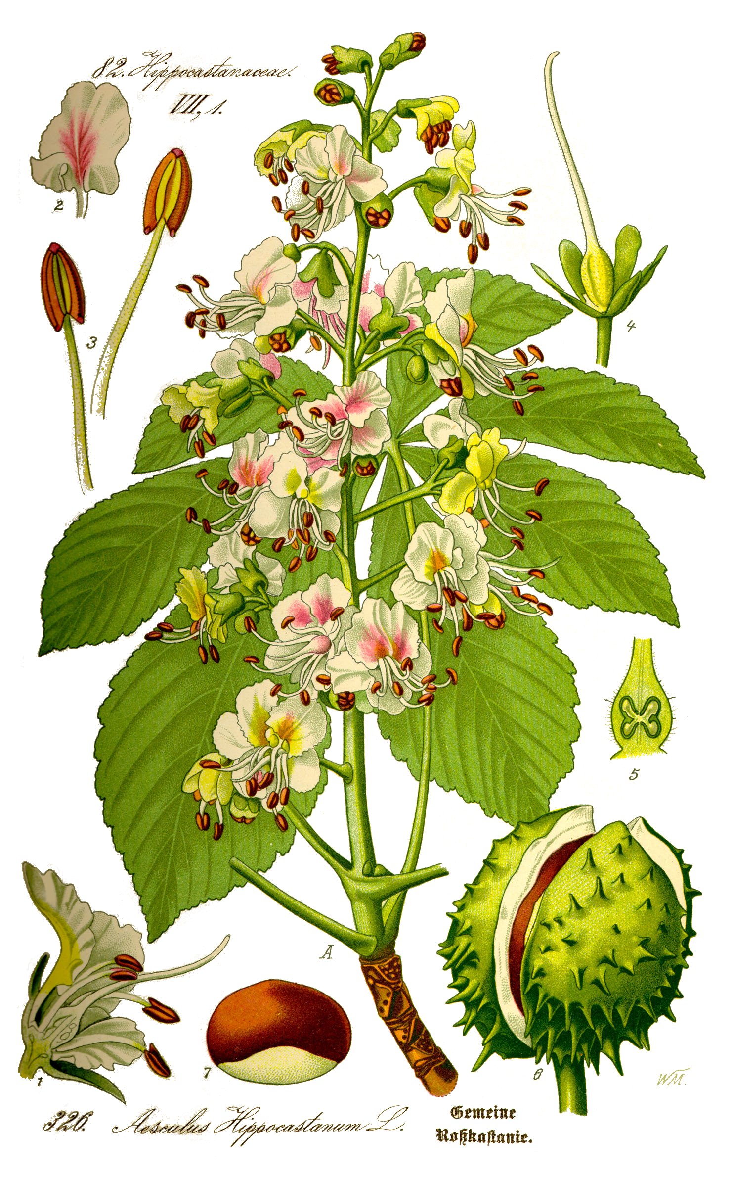 Horse chestnut (Mawonje zendyen) — Aesculus hippocastanum, used in Haitian and Caribbean herbal tradition