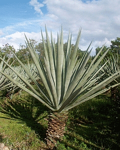 Sisal (pit) — Agave sisalana, used in Haitian and Caribbean herbal tradition