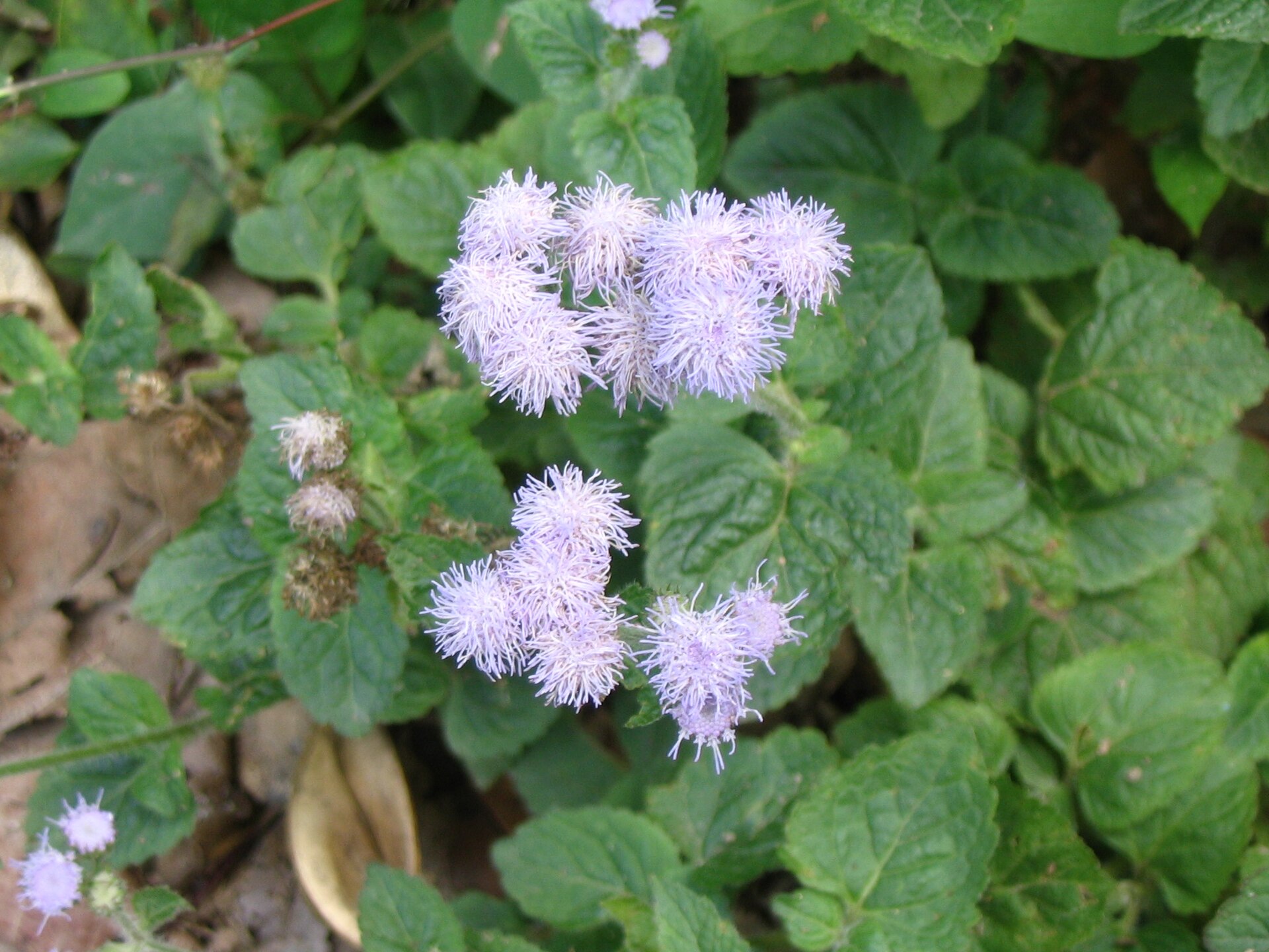 Whiteweed — Ageratum conyzoides, used in Haitian and Caribbean herbal tradition