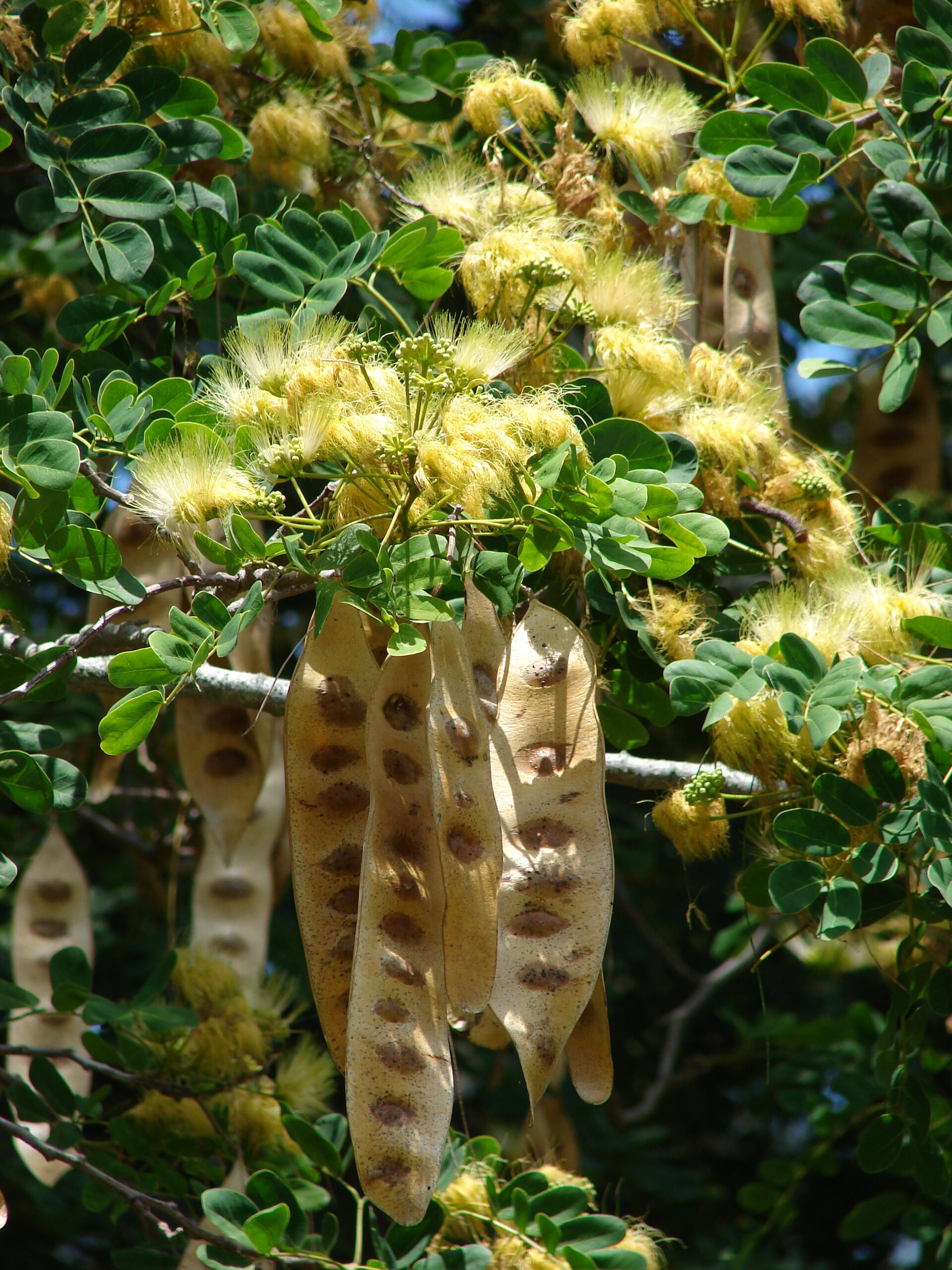 Woman's tongue tree (tchatcha) — Albizia lebbeck, used in Haitian and Caribbean herbal tradition