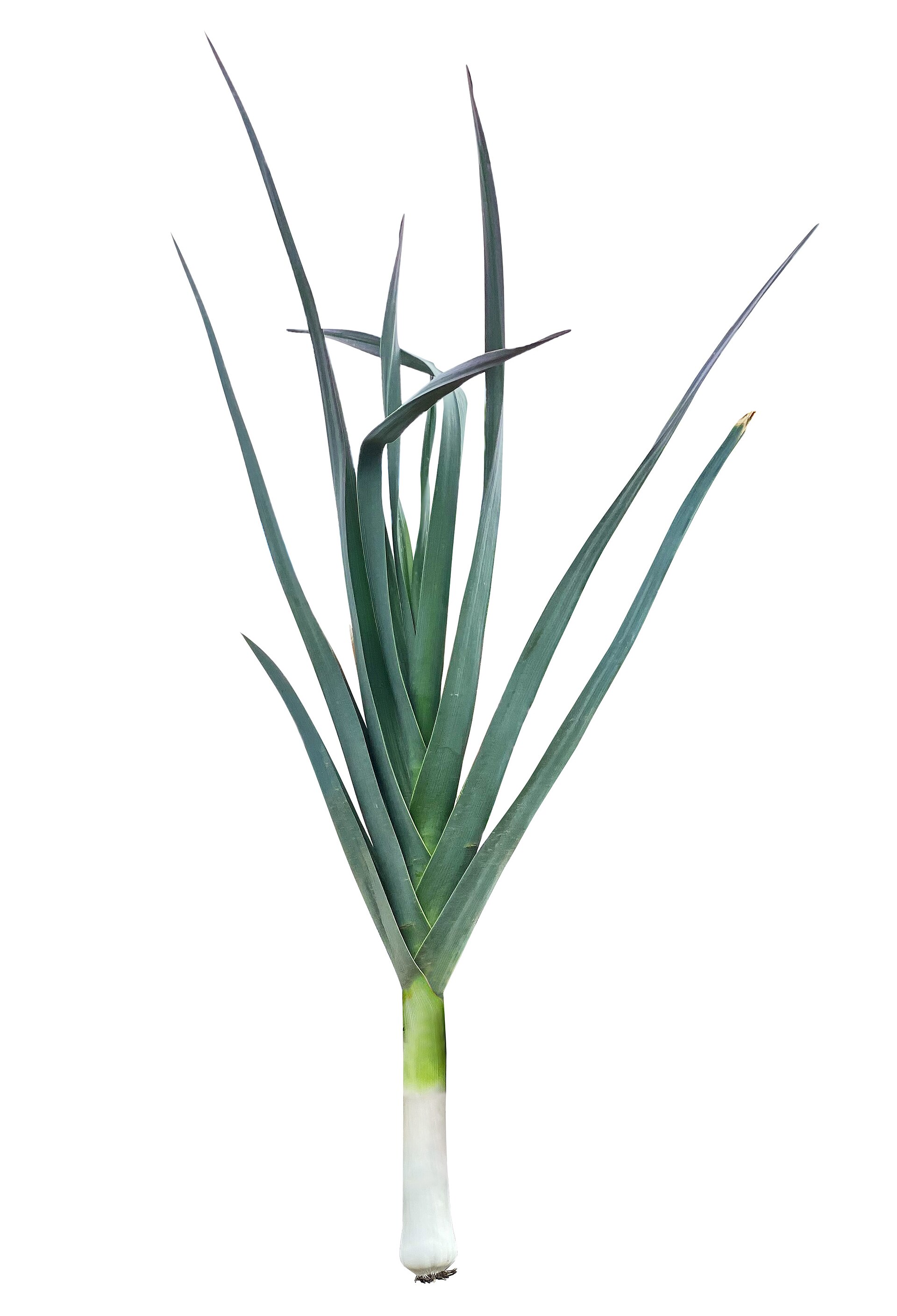 Leek (powo) — Allium porrum, used in Haitian and Caribbean herbal tradition