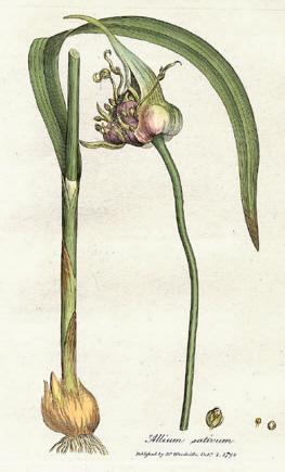 Garlic (lay) — Allium sativum, used in Haitian and Caribbean herbal tradition
