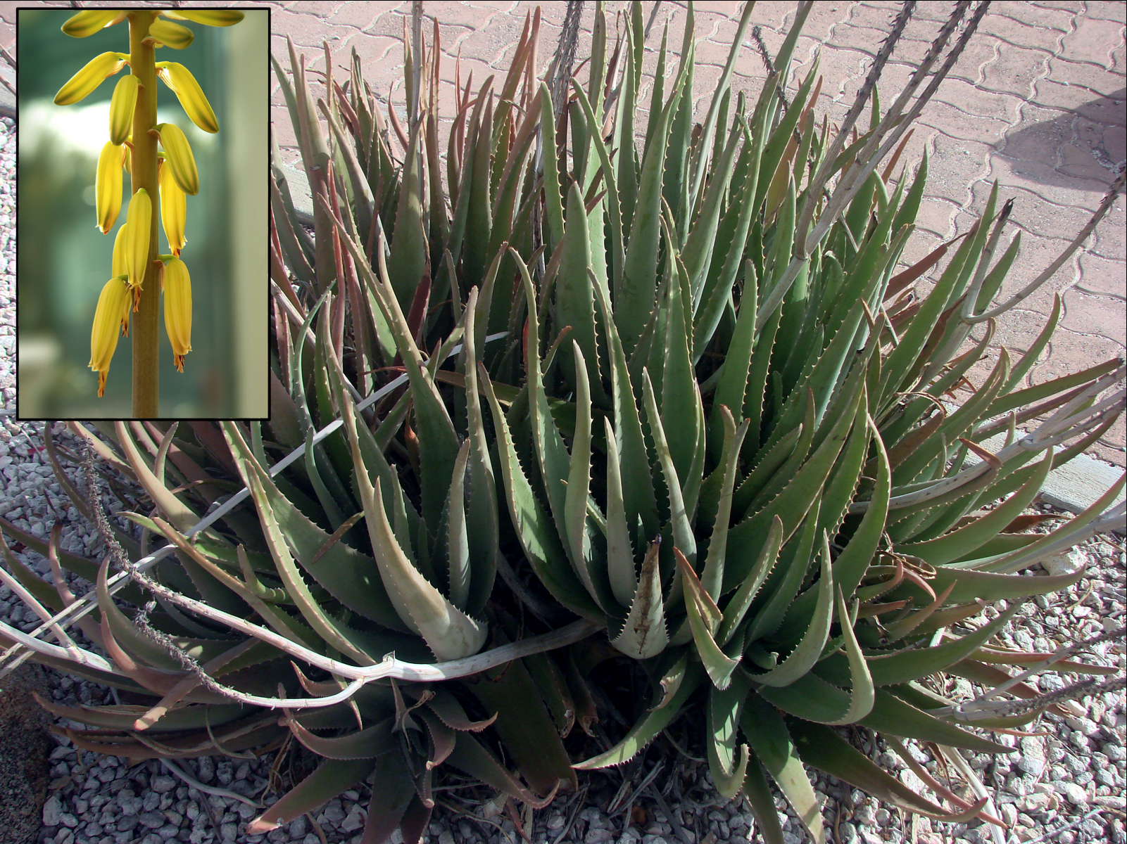 Aloe vera (Lalwa) — Aloe vera, used in Haitian and Caribbean herbal tradition