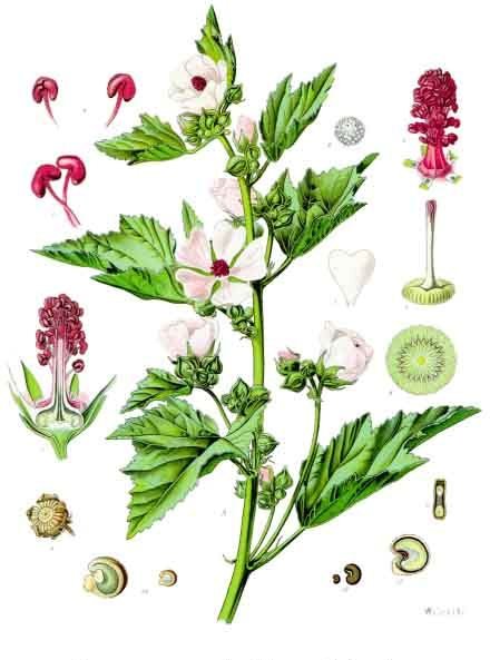 Marshmallow (Gimov (Guimauve)) — Althaea officinalis, used in Haitian and Caribbean herbal tradition