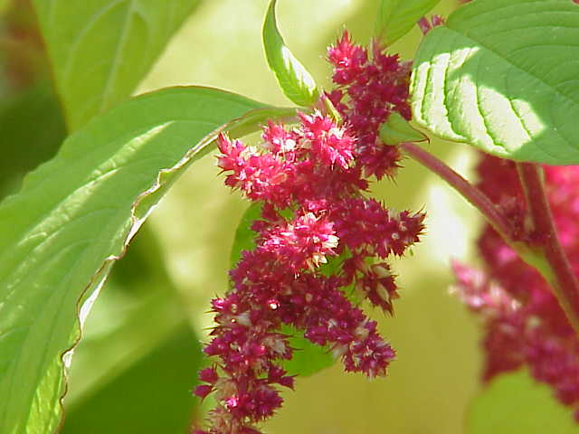 Amaranth (zepina peyi) — Amaranthus sp, used in Haitian and Caribbean herbal tradition