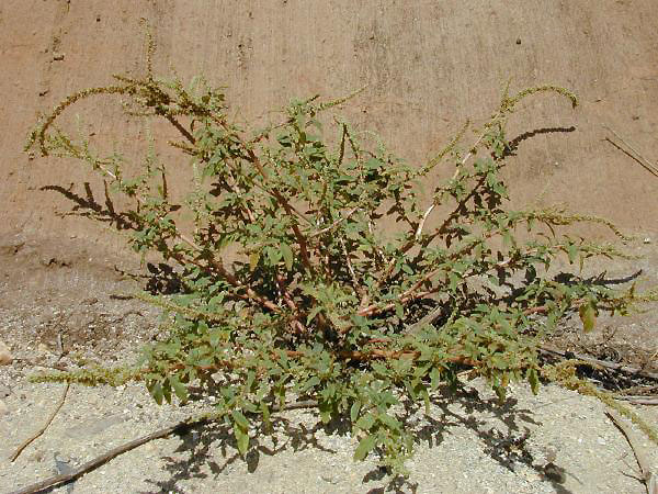 Spiny amaranth (zepina pikan) — Amaranthus spinosus, used in Haitian and Caribbean herbal tradition