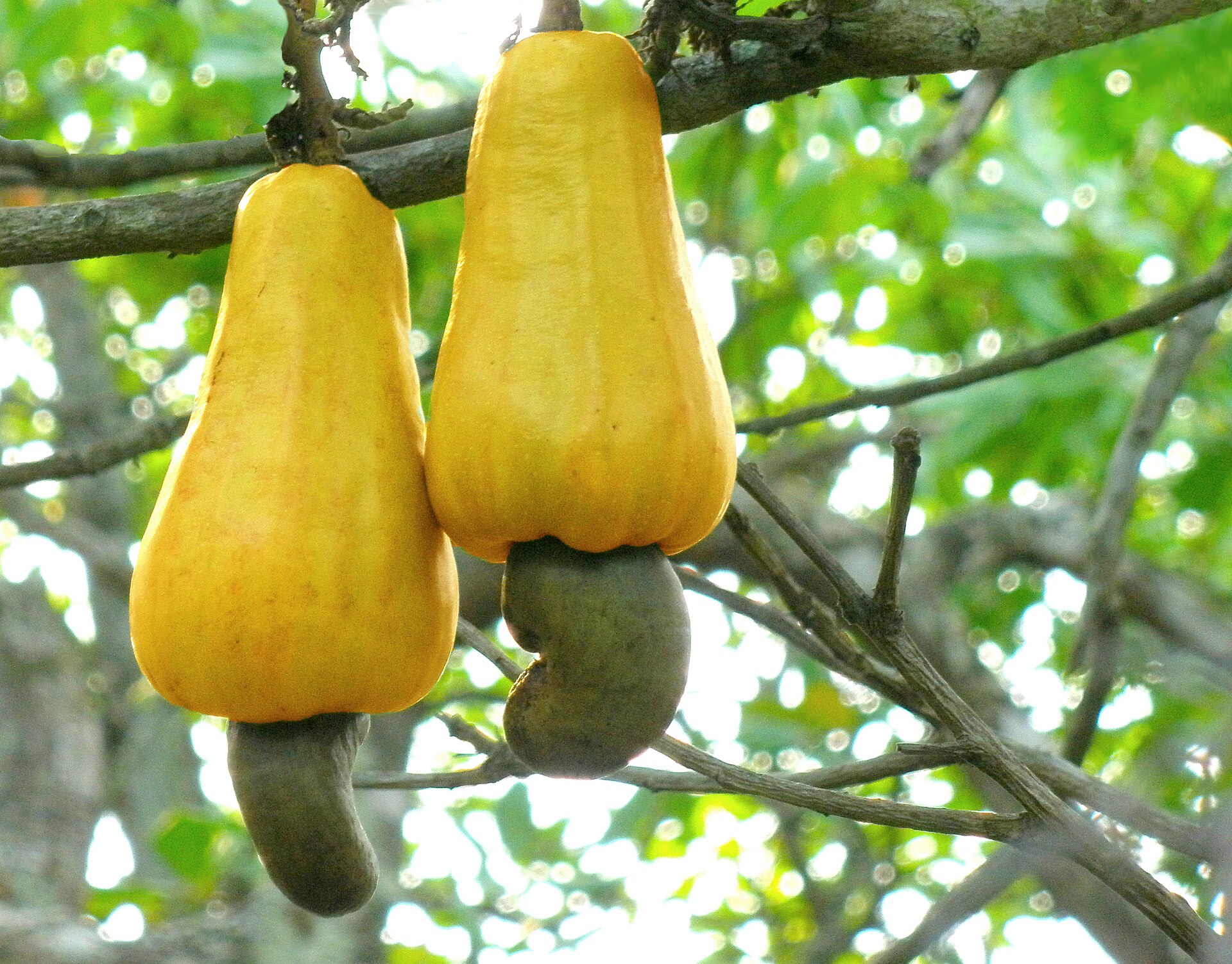Cashew (nwa kajou) — Anacardium occidentale, used in Haitian and Caribbean herbal tradition