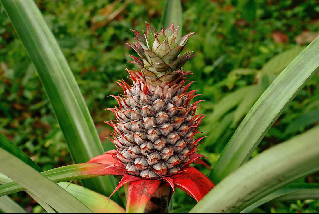 Pineapple (anana) — Ananas comosus, used in Haitian and Caribbean herbal tradition