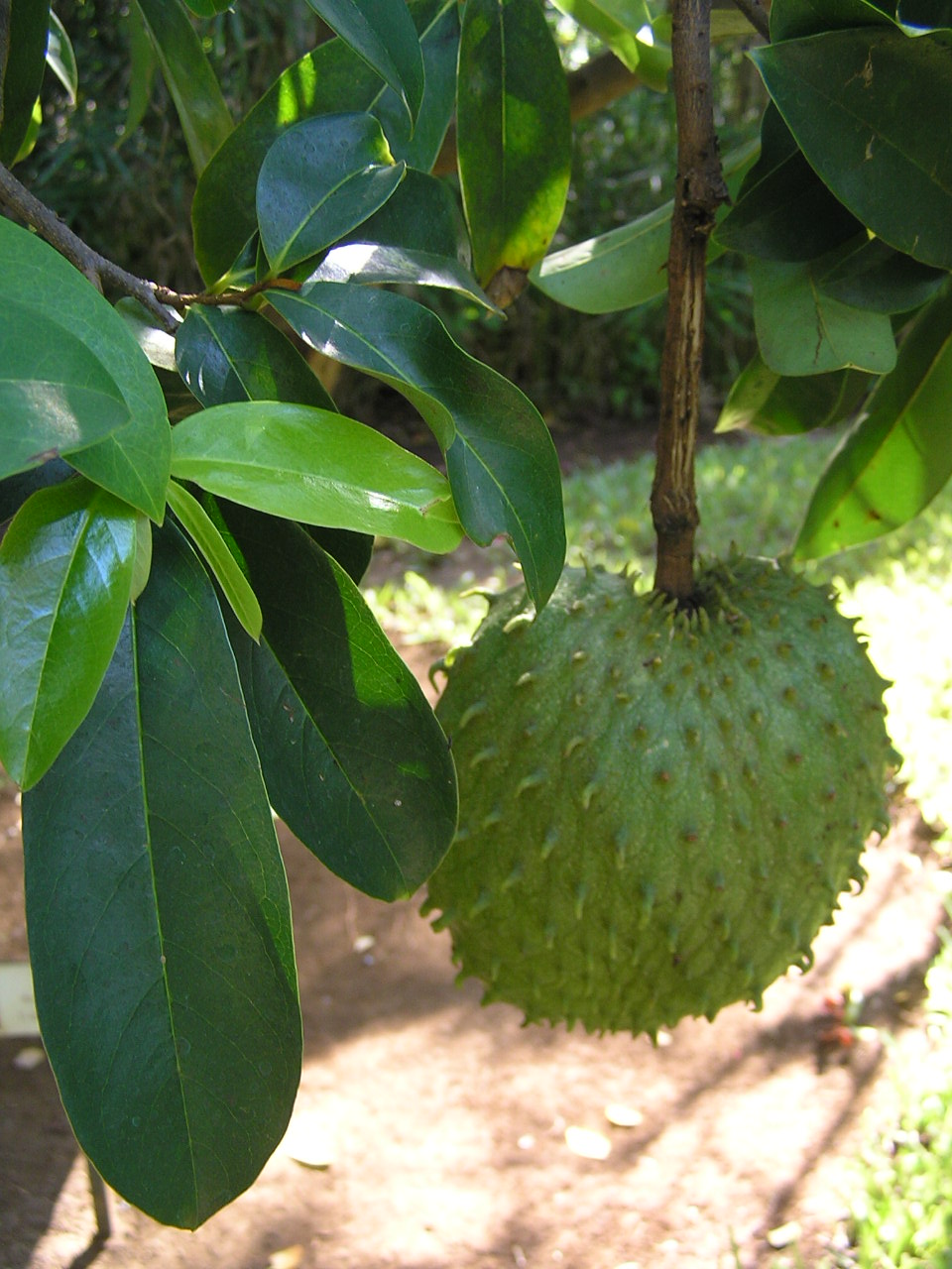 Soursop (kowosòl) — Annona muricata, used in Haitian and Caribbean herbal tradition