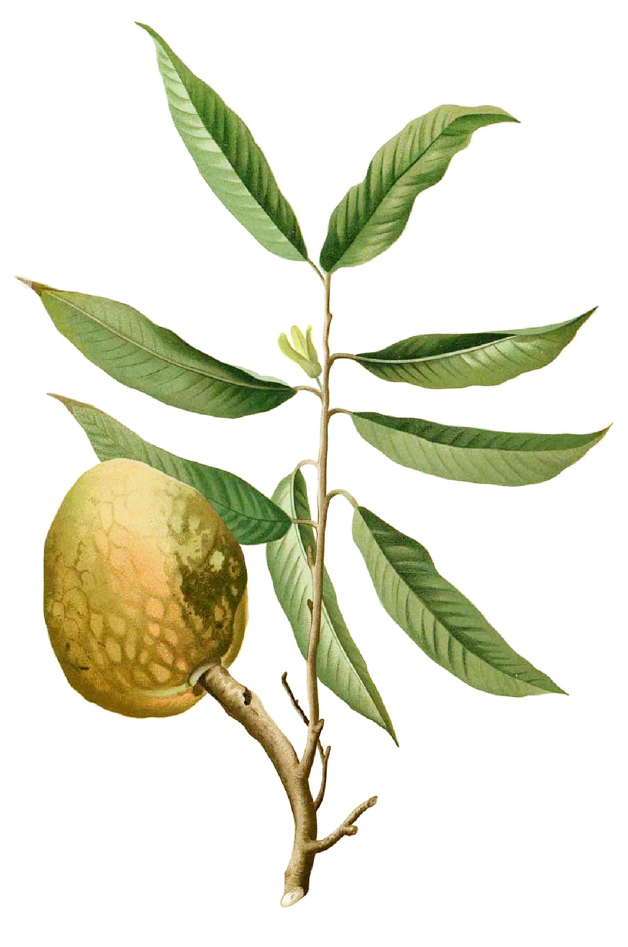 Custard apple (pye kachiman) — Annona reticulata, used in Haitian and Caribbean herbal tradition