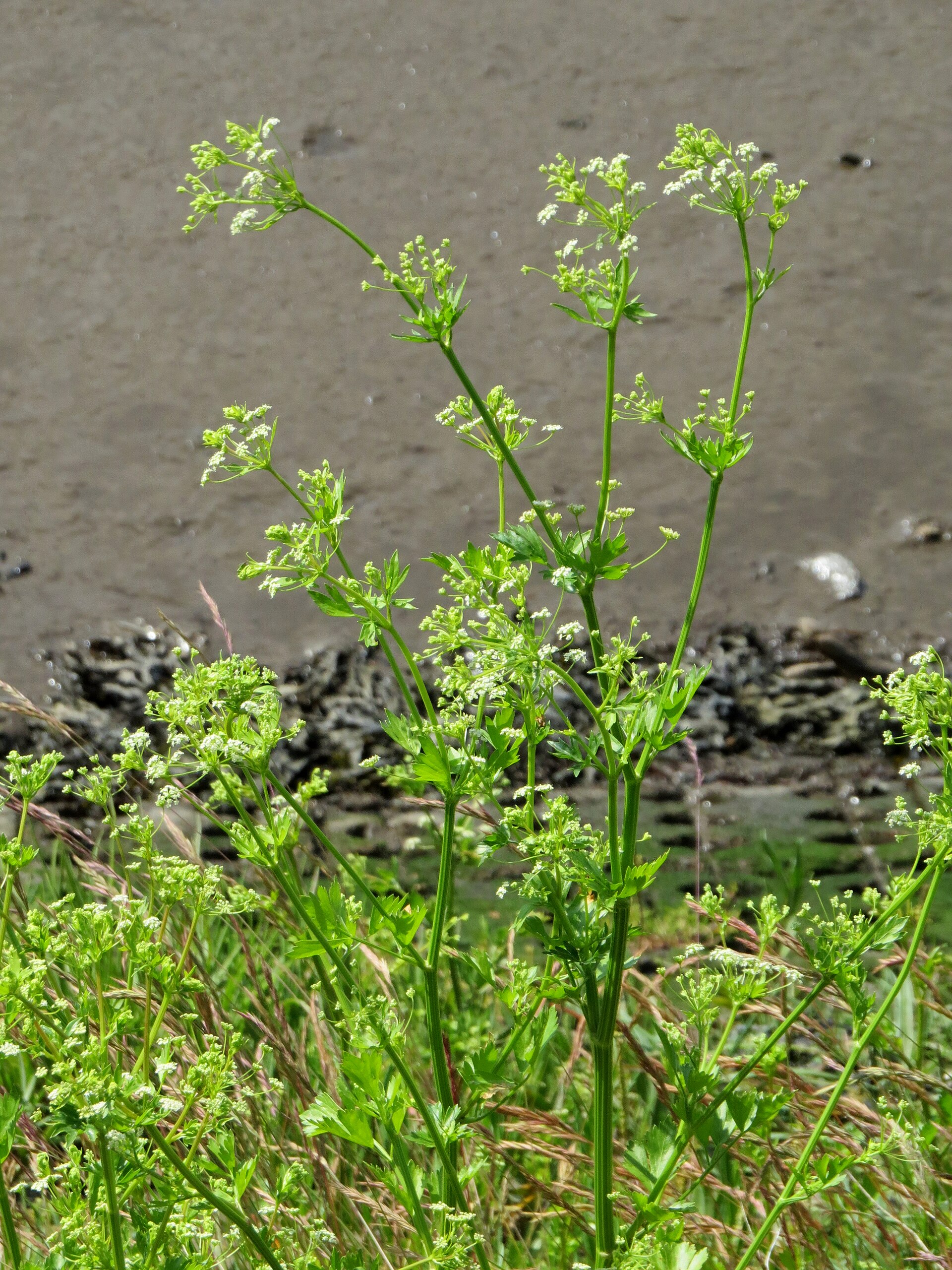 Celery (seleri) — Apium graveolens, used in Haitian and Caribbean herbal tradition