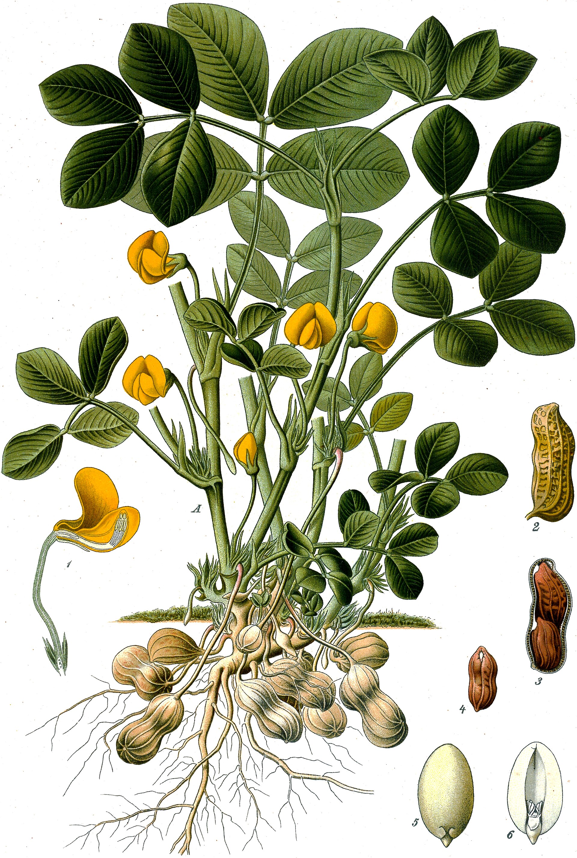 Peanut (pistach) — Arachis hypogaea, used in Haitian and Caribbean herbal tradition