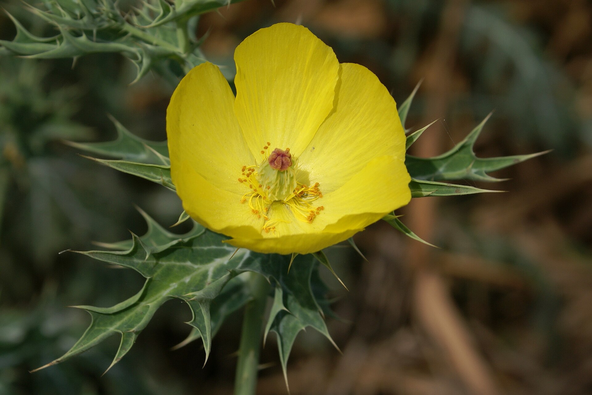 Mexican poppy (Chadwon beni) — Argemone mexicana, used in Haitian and Caribbean herbal tradition