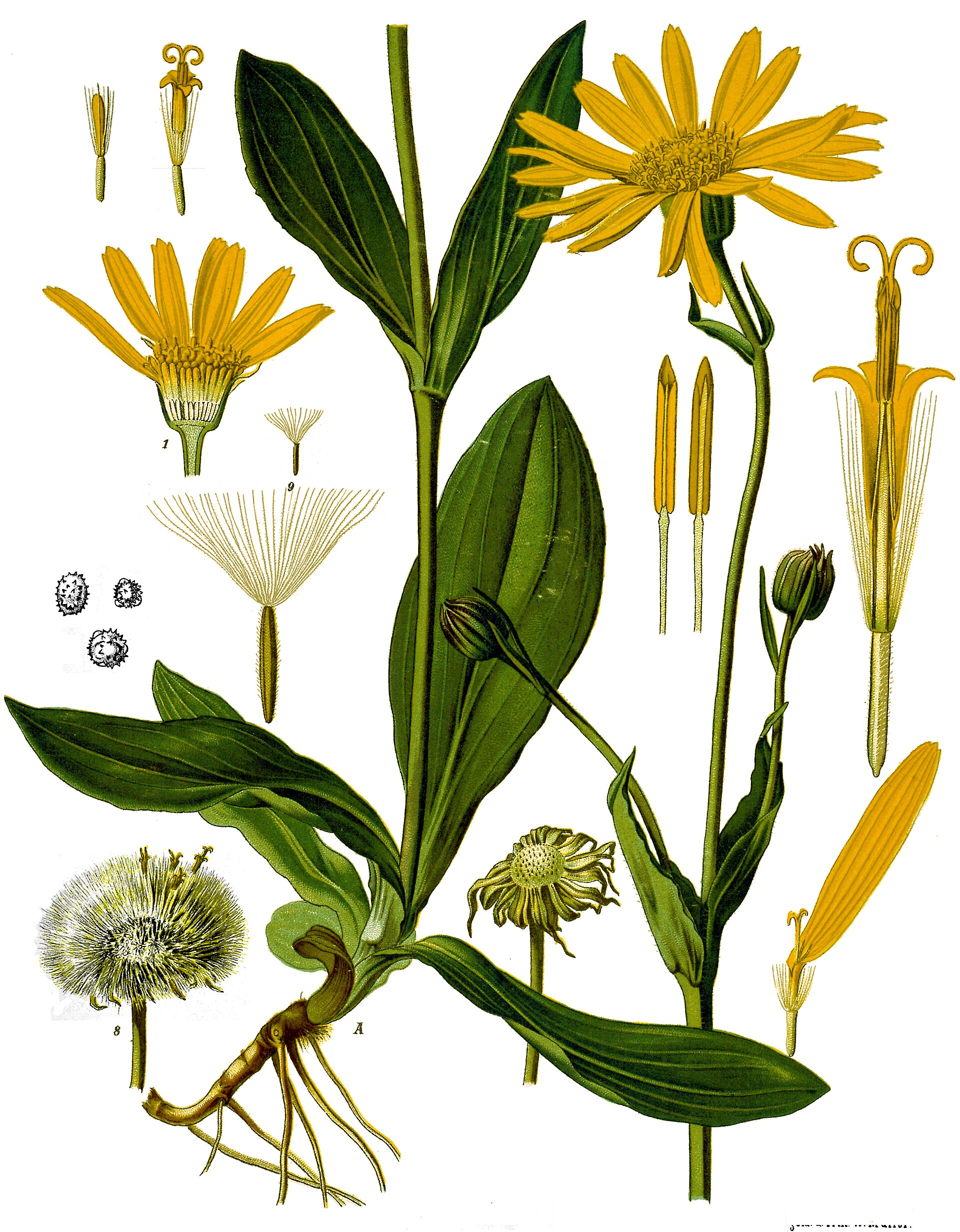 Arnica (Arnika) — Arnica montana, used in Haitian and Caribbean herbal tradition