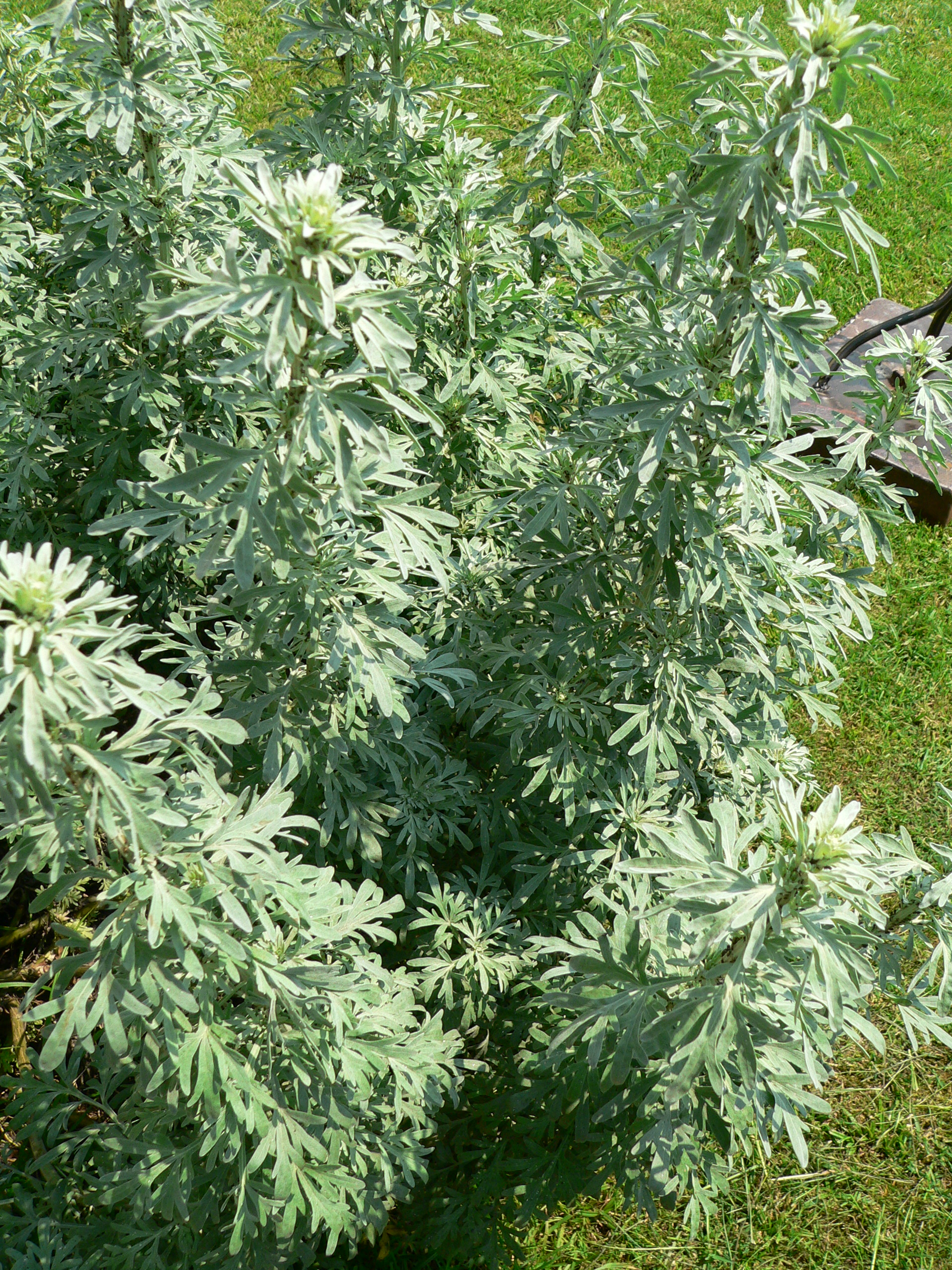 Wormwood (Absen) — Artemisia absinthium, used in Haitian and Caribbean herbal tradition