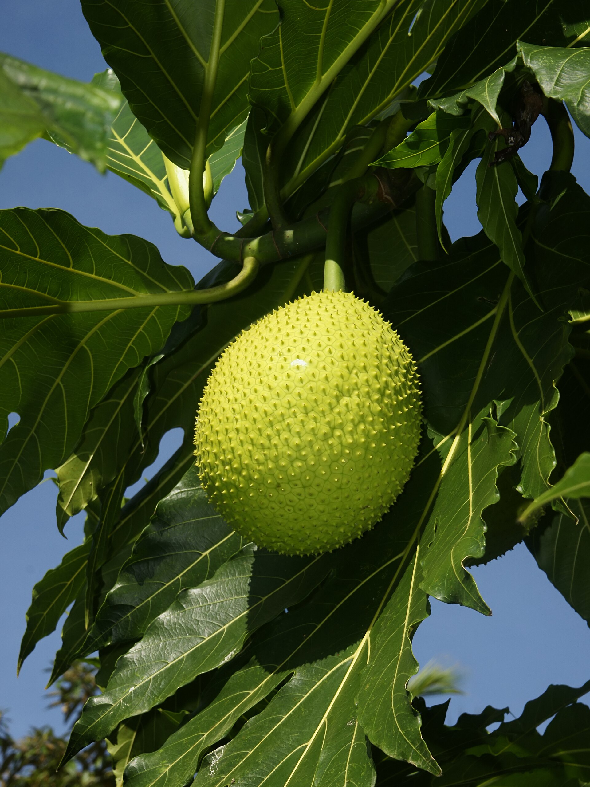 Breadfruit (lam veritab) — Artocarpus altilis, used in Haitian and Caribbean herbal tradition