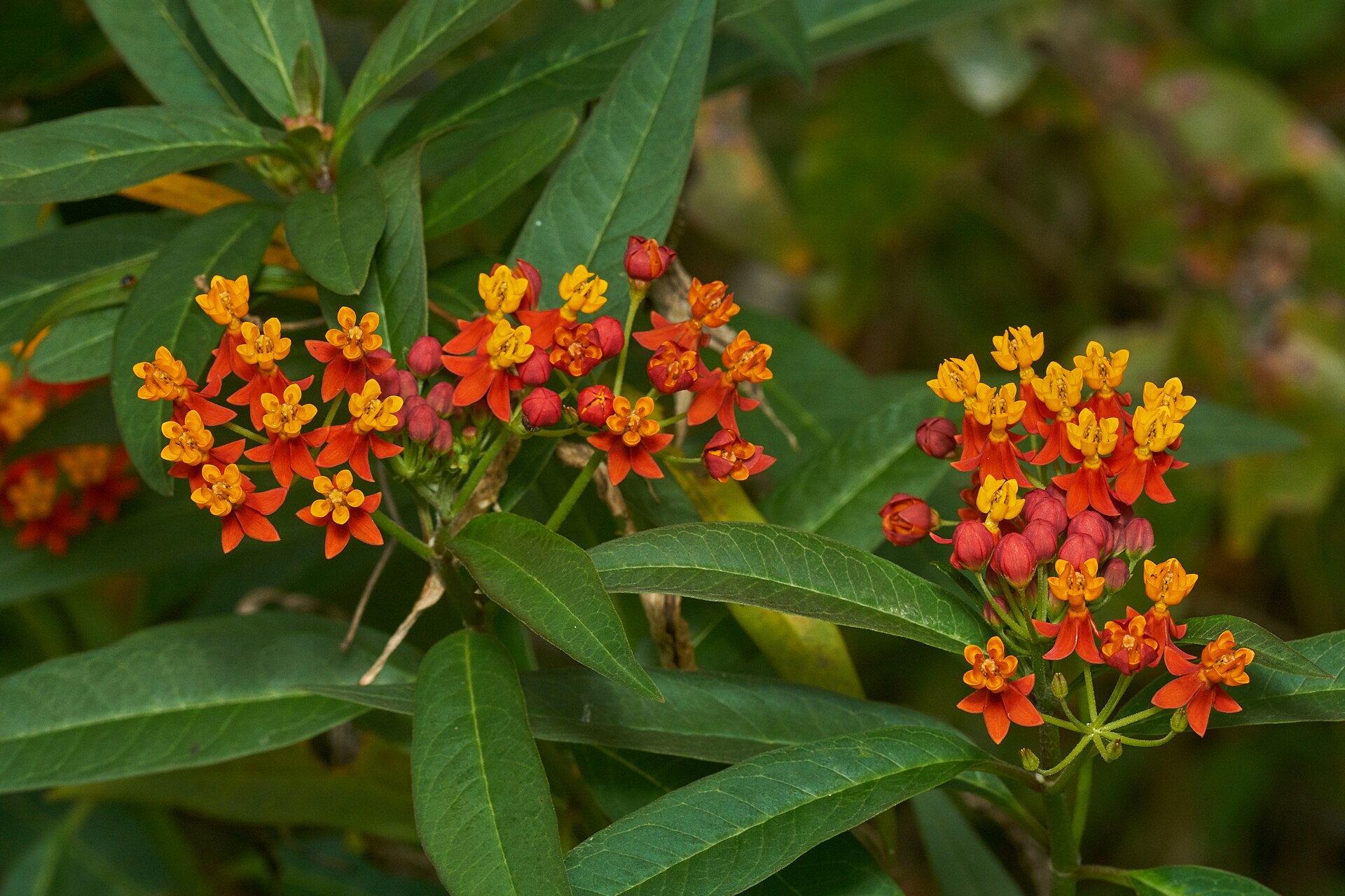 Scarlet milkweed (zèb madan Bouven) — Asclepias curassavica, used in Haitian and Caribbean herbal tradition