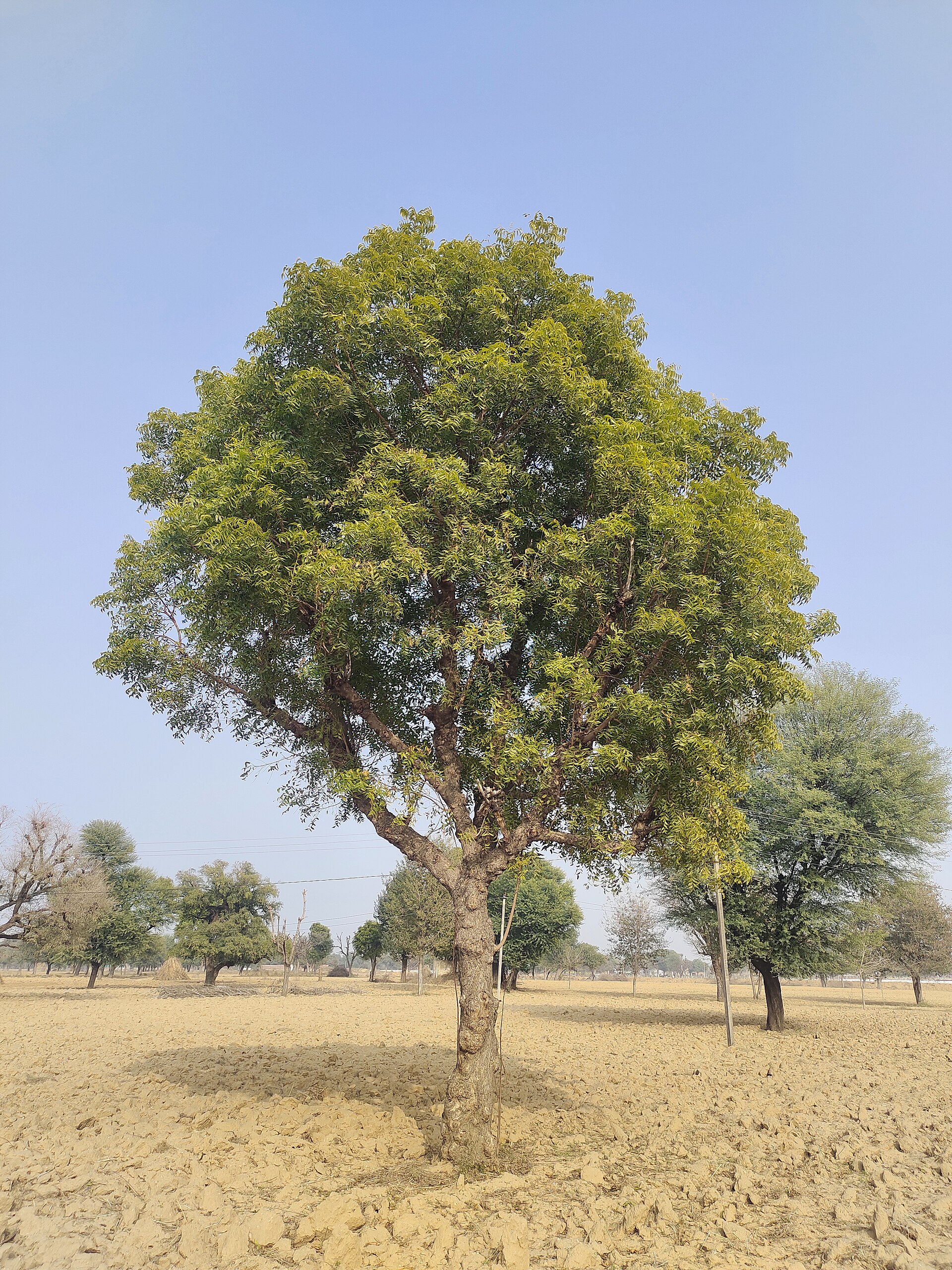 Neem (nim) — Azadirachta indica, used in Haitian and Caribbean herbal tradition