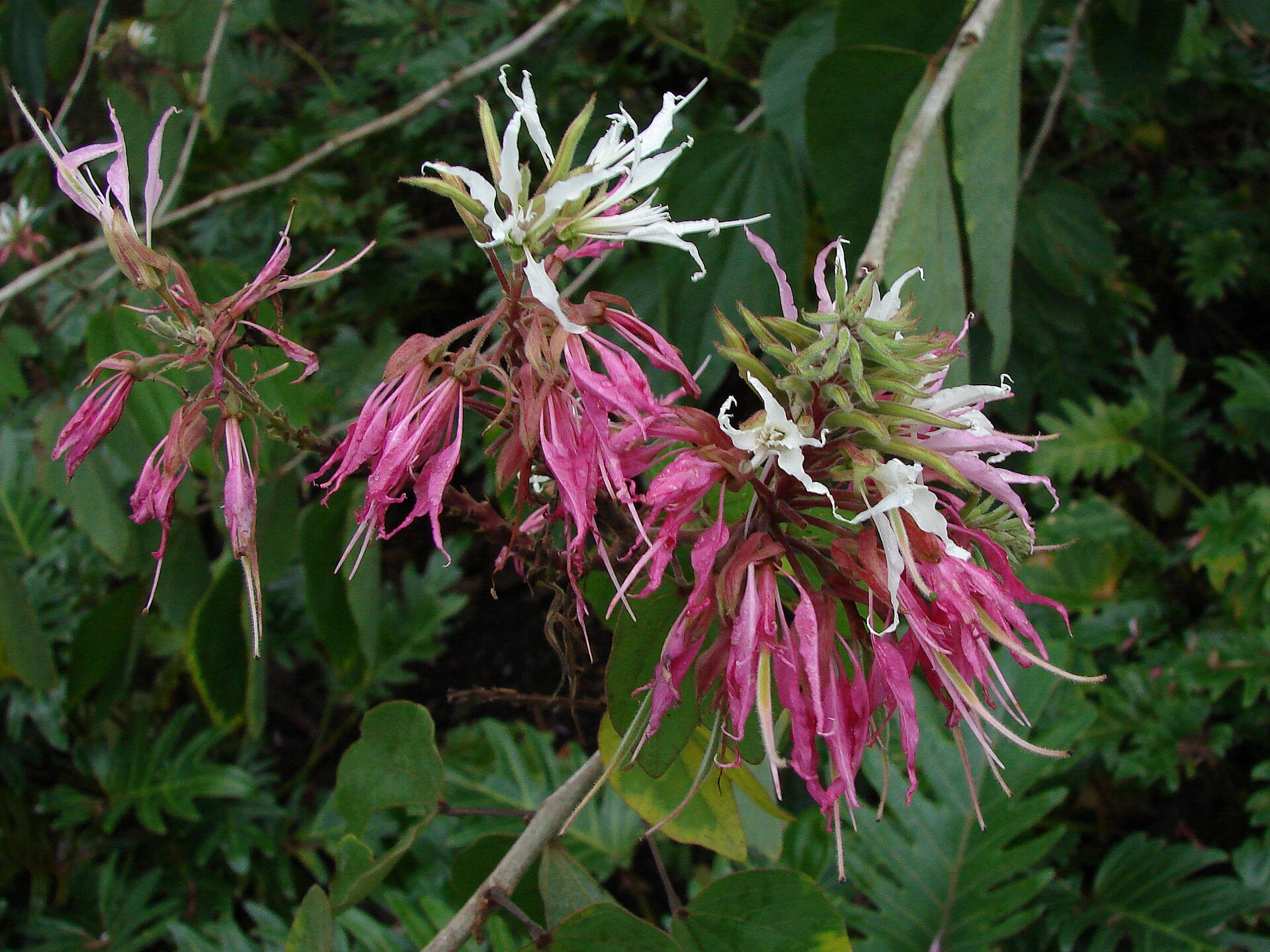 Orchid tree (ti kanson) — Bauhinia divaricata, used in Haitian and Caribbean herbal tradition