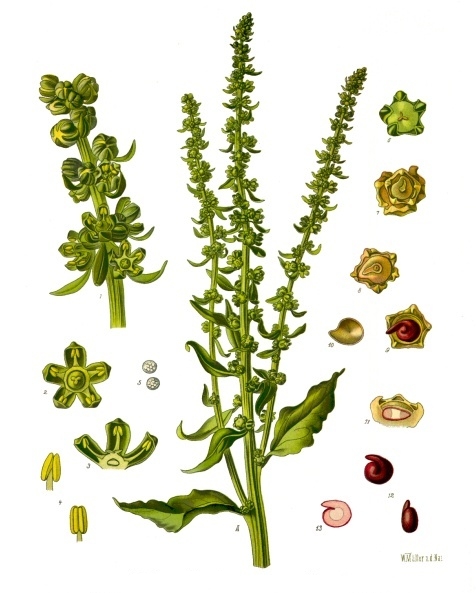 Beet (bètrav) — Beta vulgaris, used in Haitian and Caribbean herbal tradition