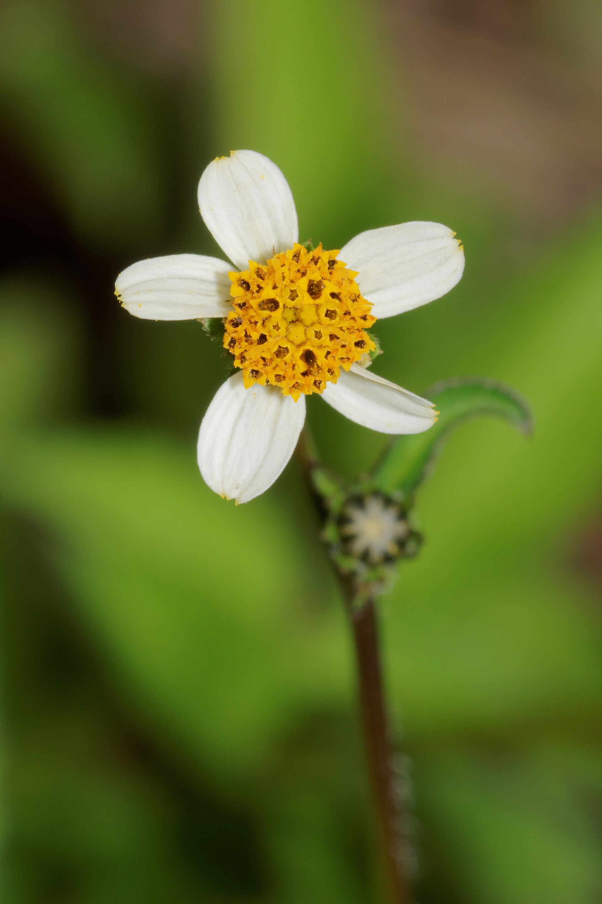 Beggarticks (zegwi mal) — Bidens pilosa, used in Haitian and Caribbean herbal tradition