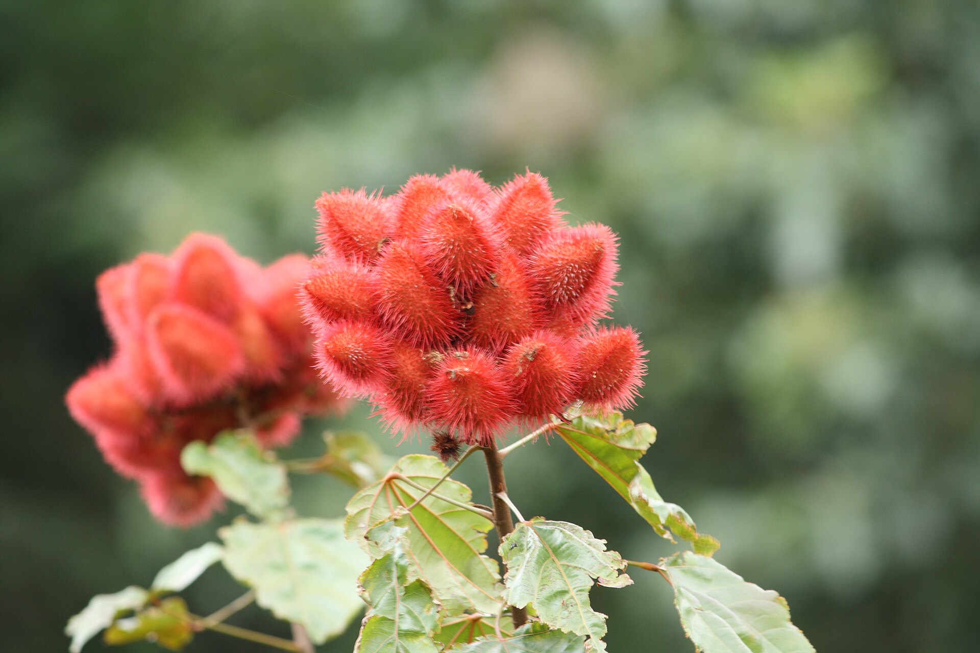 Annatto (woukou) — Bixa orellana, used in Haitian and Caribbean herbal tradition