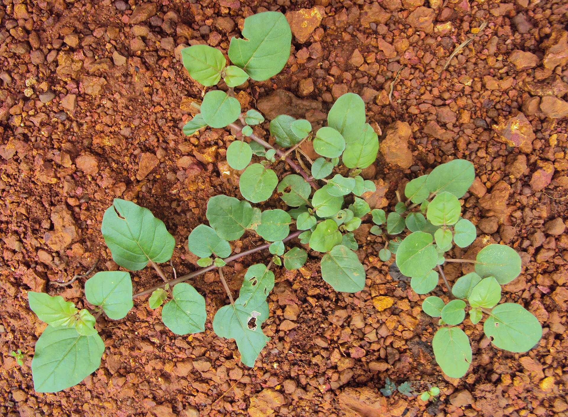 Pigweed (Kase zo) — Boerhaavia diffusa, used in Haitian and Caribbean herbal tradition