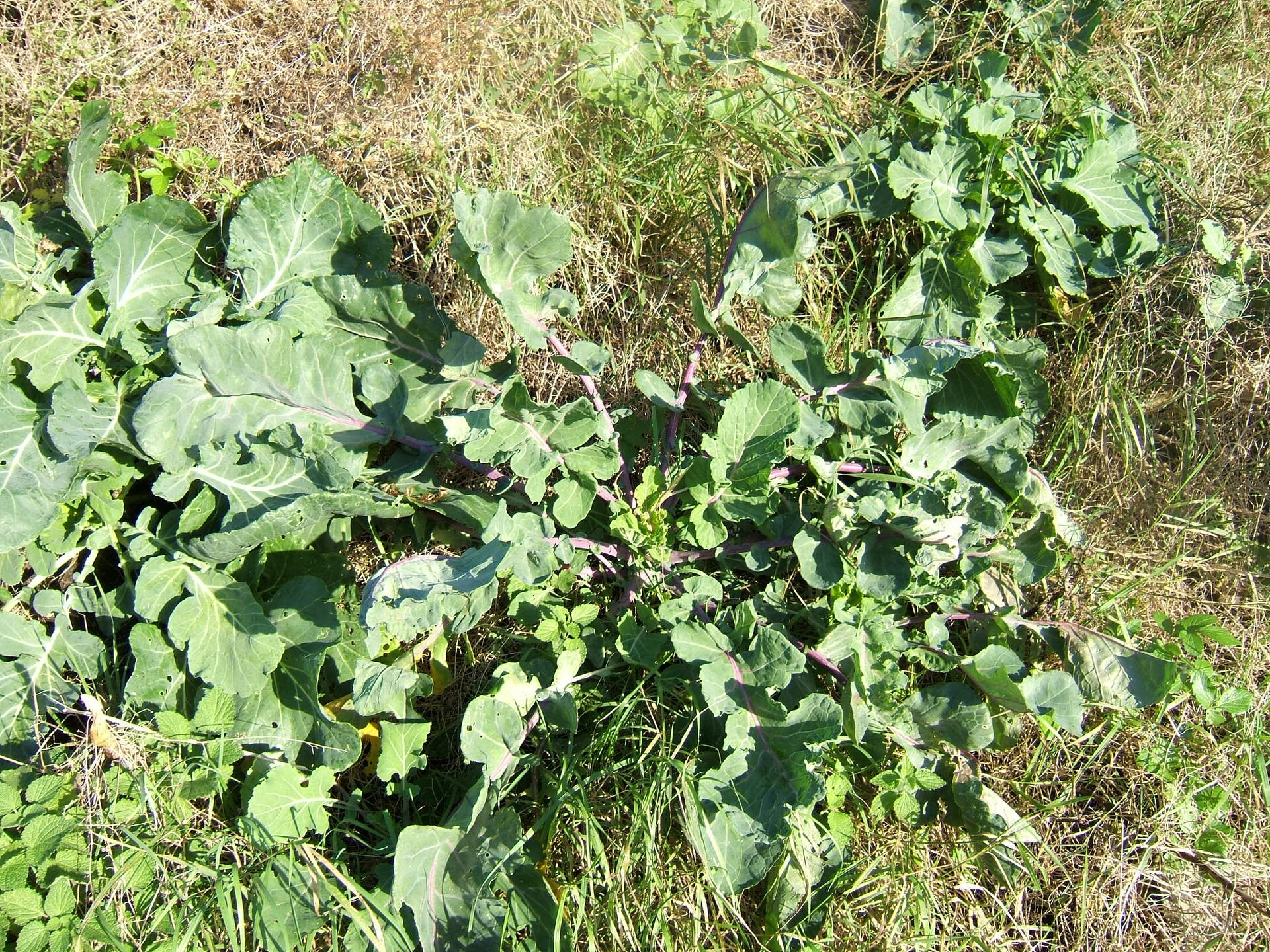 Cabbage (chou) — Brassica oleracea, used in Haitian and Caribbean herbal tradition