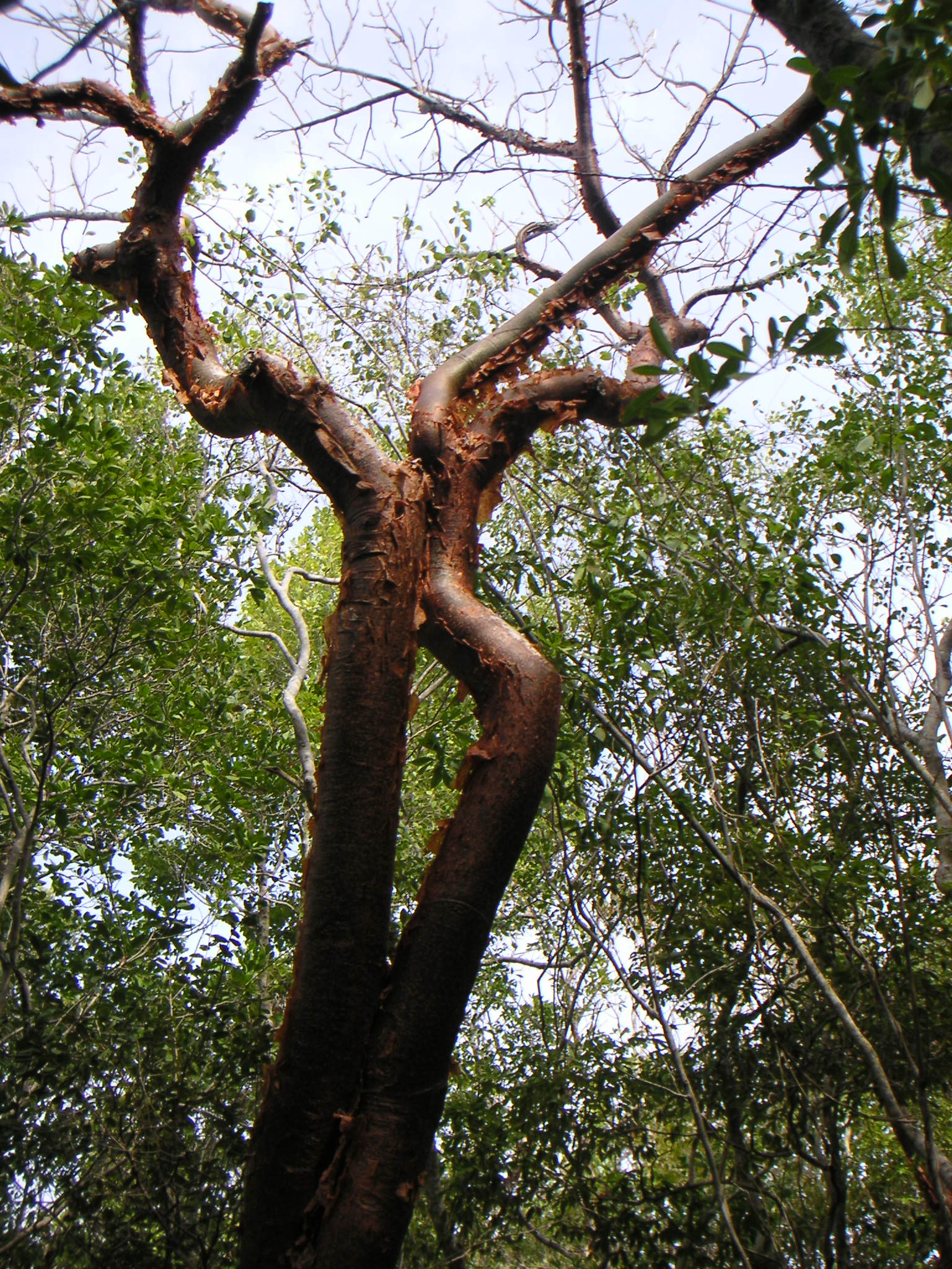 Gumbo limbo (pye gomye) — Bursera simaruba, used in Haitian and Caribbean herbal tradition