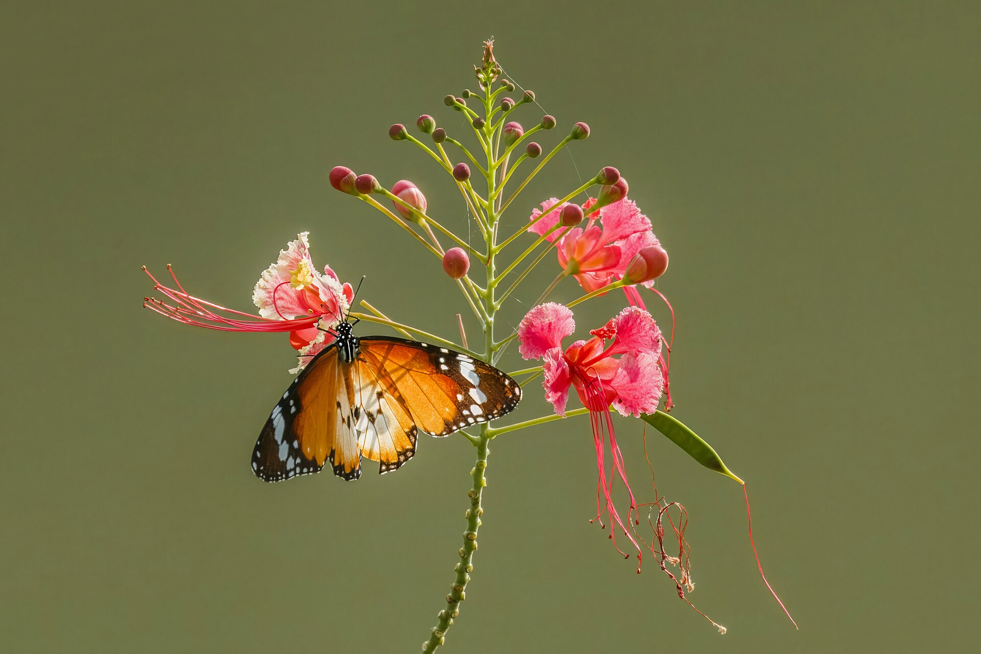 Peacock flower (fransiyad) — Caesalpinia pulcherrima, used in Haitian and Caribbean herbal tradition