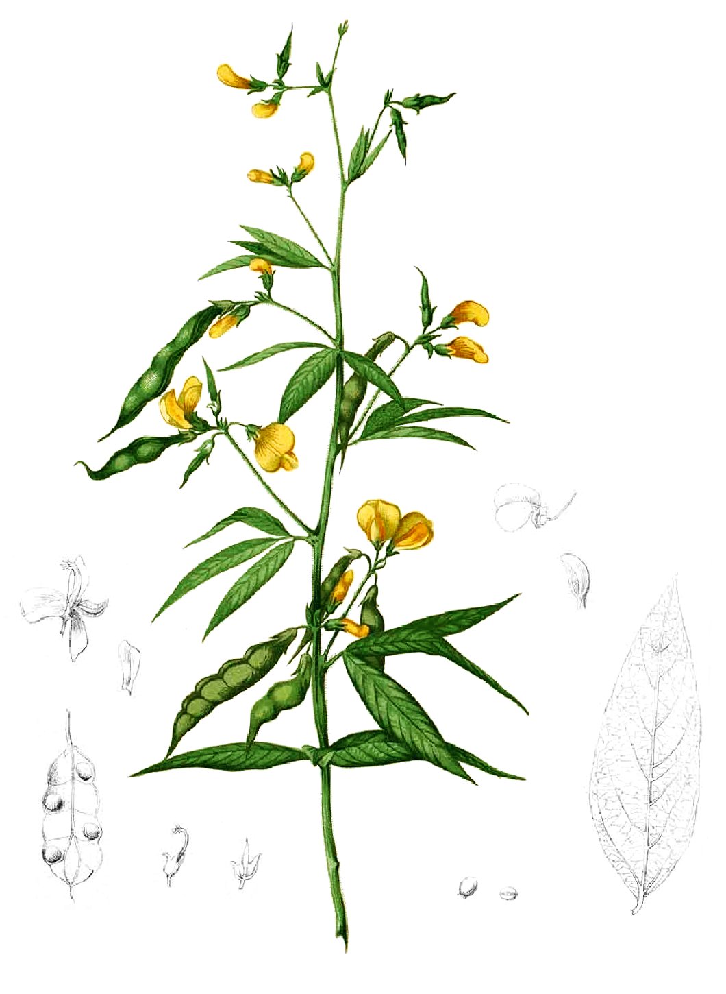 Pigeon pea (pwa kongo) — Cajanus cajan, used in Haitian and Caribbean herbal tradition