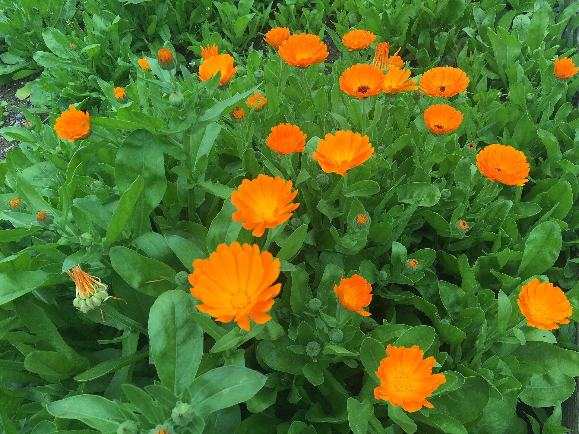 Calendula / Pot marigold (Sowsi jaden (Kalandila)) — Calendula officinalis, used in Haitian and Caribbean herbal tradition